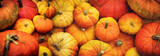Fototapeta  - harvested orange pumpkins in a pile. banner background