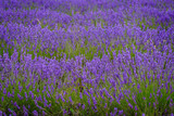 Fototapeta Lawenda - Lavender field in bloom in the province of Guadalajara (Spain)