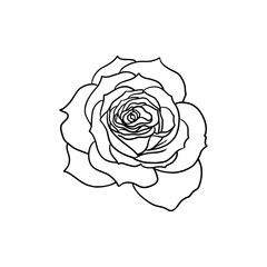 Canvas Print - Rose flower hand drawn line art illustration design element