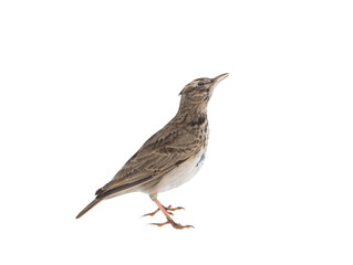 Wall Mural - crested lark (galerida cristata) isolated on white background