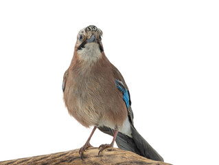 Sticker - eurasian jay (garrulus glandarius) on a tree branch isolated on white background