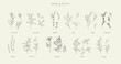 Vector hand drawn herbs and spices set. Vintage trendy botanical elements. Hand drawn line leaves branches and blooming. . Vector trendy