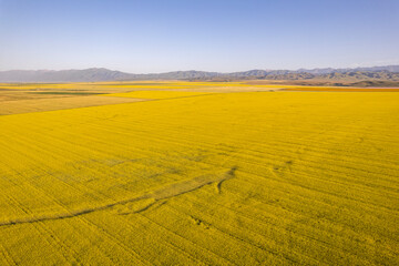  rape flower ocean field in China