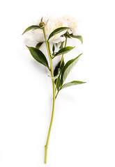 Wall Mural - white delicate peony flower isolated on white background.