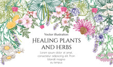 Vector Frame Of Medicinal Herbs In Engraving Style. Linear Graphic Chamomile, Chicory, Clover, Lavender, Plantain, Valerian, Echinacea, Rosehip, Coltsfoot, Ginkgo, Nettle