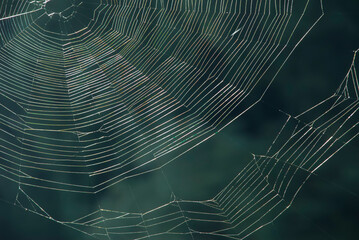 Spider web against a dark green background. Empty web glistening in sunlight with a big gap. Broken web