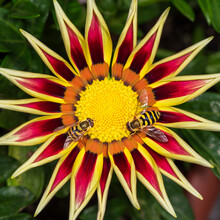Two Hoverflies On A Gazania Flower.