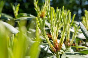 Wall Mural - Rhododendron buds and leaves. Sunny spring morning in garden.