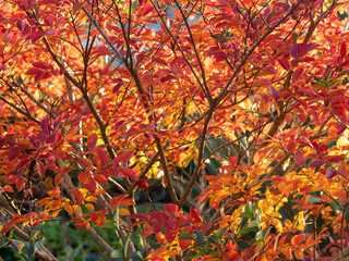 lagerstroemia (crepe myrtle) glowing in bright autumn colours