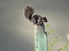 Eastern Gray Squirrel Sitting On A Wooden Pole In The Garden Against White Wall