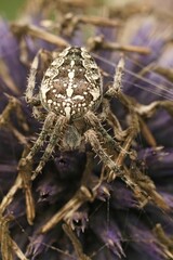 Poster - Vertical colorful closeup on a Common European garden spider, Araneus diadematus