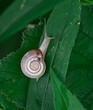 Closeup of a snail standing on a piece of green leaf