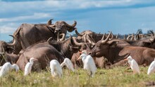 Closeup Shot Of An African Cape Buffalo Herd Sitting And Having Rest With White Herons Around