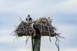 Beautiful shot of a pair of osprey birds nesting on a pole against blue cloudy sky
