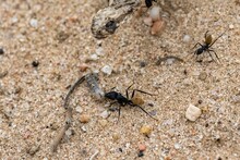 Namibian Ant Eating A Worm, With A Dead Snake