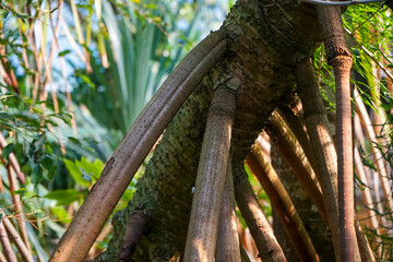 Wall Mural - tree in the jungle