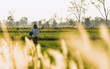 Shade and foreground sunlight hits Blady grass flowers. Farmer walking in rice paddy field of Thailand. And sowing fertilizer to accelerate the growth of rice plants.