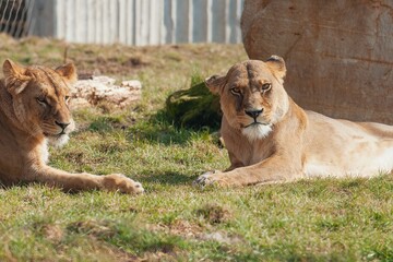 Sticker - Resting female lions the ground.