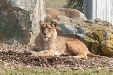 Sticker - Resting female lion on the ground.