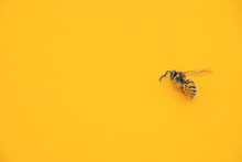 Golden honeybee or bee isolated on the yellow background
