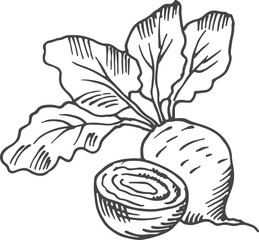 Sticker - Beet root. Hand drawn cutted vegetable. Farm plant