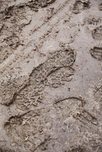 Muddy Footprints Through The Mud