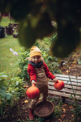 Wall Mural - Little girl in autumn clothes harvesting organic pumpkin in her basket, sustainable lifestyle.