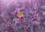Fototapeta Lawenda - Motyl na polu lawendy, kwiatowe tło