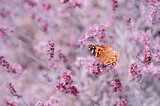 Fototapeta Lawenda - Motyl na polu lawendy,  tło kwiatowe