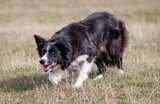 Fototapeta Zwierzęta - Boder Collie sheepdog stalking, creeping in a field