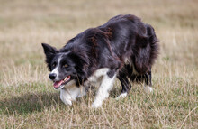 Boder Collie Sheepdog Stalking, Creeping In A Field