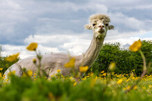 Sad Alpaca Sitting In Field Of Buttercups Looking At Camera With Gloomy Face Having Been Shaved
