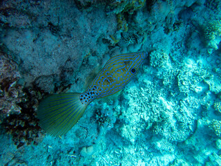 Coral reef in the Red Sea with its many inhabitants, Hurghada, Egypt