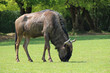 wildebeest in a zoo in france