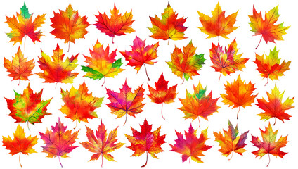 Wall Mural - Collection of multicolored maple tree leaves (red, orange, purple, yellow, green) isolated on white background. Digital illustration