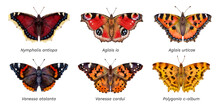 Watercolor Butterflies: Aglais Urticae, Nymphalis Antiopa, Aglais Io, Vanessa Cardui, Vanessa Atalanta, Polygonia C-album. Hand Drawn Painting Insect Illustration.