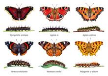 Watercolor Butterflies And Caterpillars: Aglais Urticae, Nymphalis Antiopa, Aglais Io, Vanessa Cardui, Vanessa Atalanta, Polygonia C-album. Hand Drawn Painting Insect Illustration.