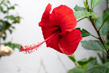 Isolated Red Flower Of A Hibiscus Rosa-sinensis L.