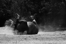 Equine Behavior Shows Hors Rolling For Summer Dust Bath In Black And White.