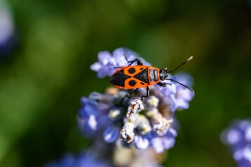 Wall Mural - Closeup shot of a firebug (Pyrrhocoris apterus) on a lavender