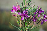 Fototapeta Lawenda - Fireweed or rosebay willowherb. Beautiful violet pink blossoming fireweed flowers during sunny summer day.