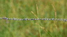 Focused, Focused, Close-up Of A Cable Of Barbed Wire, Barbed Wire, Forming Part Of A Rustic Cattle Car Fence. In The Background Out Of Focus, Out Of Focus, Tall Grass With Yellow Wild Flowers.