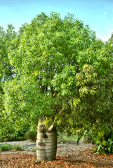 Wall Mural - Bottle tree