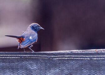 Wall Mural - A Indian Robin sitting on a wall