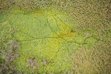 Many animal paths and trails in reed from directly above. Crossroads of trails from hooves of wild mammals. Green natural background from aerial perspective.