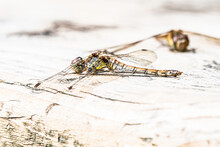 Female Common Darter Dragonfly Resting In Sunlight