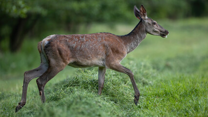 Wall Mural - red deer, cervus elaphus, walking on green meadow in summertime nature. hind moving on field in summ