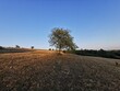 © Milje Ivan - walnut tree on mountain with light and shadow of sunset