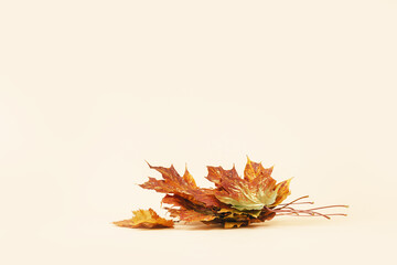 Wall Mural - Bunch of red maple leaves. Fall autumn minimal background. Copy space golden foliage seasonal backdrop
