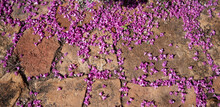 Spent Texas Sage Blooms Lay On A Stone Walkway